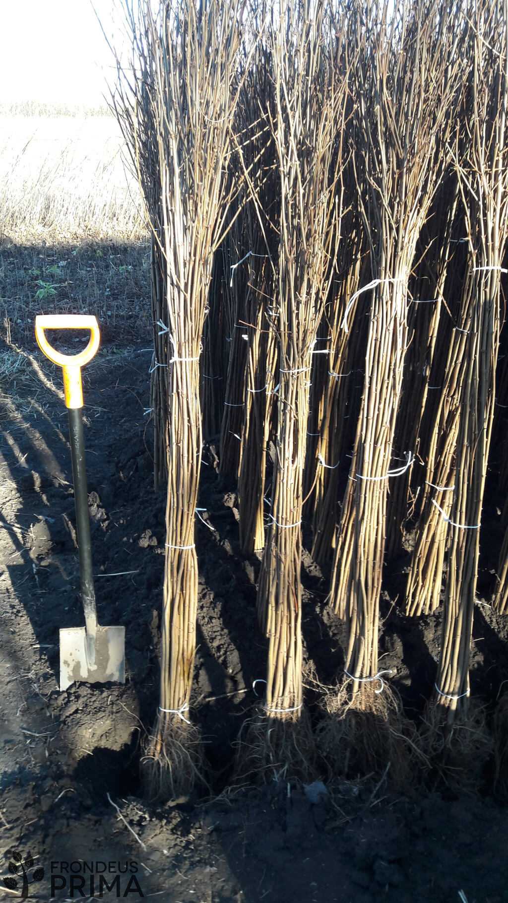 akác csemete kötegek 150-200 cm