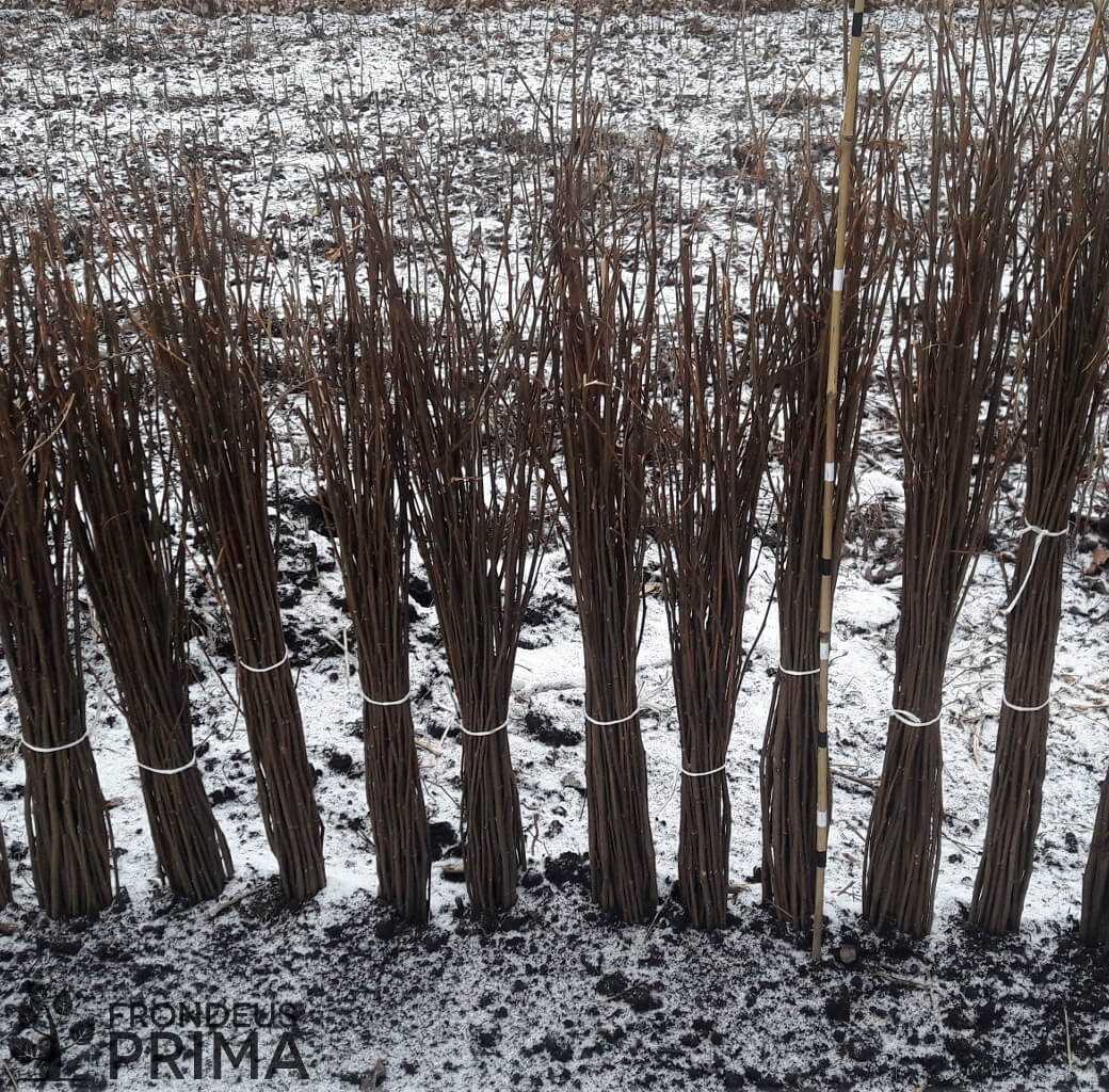 akác csemete 60/100 cm