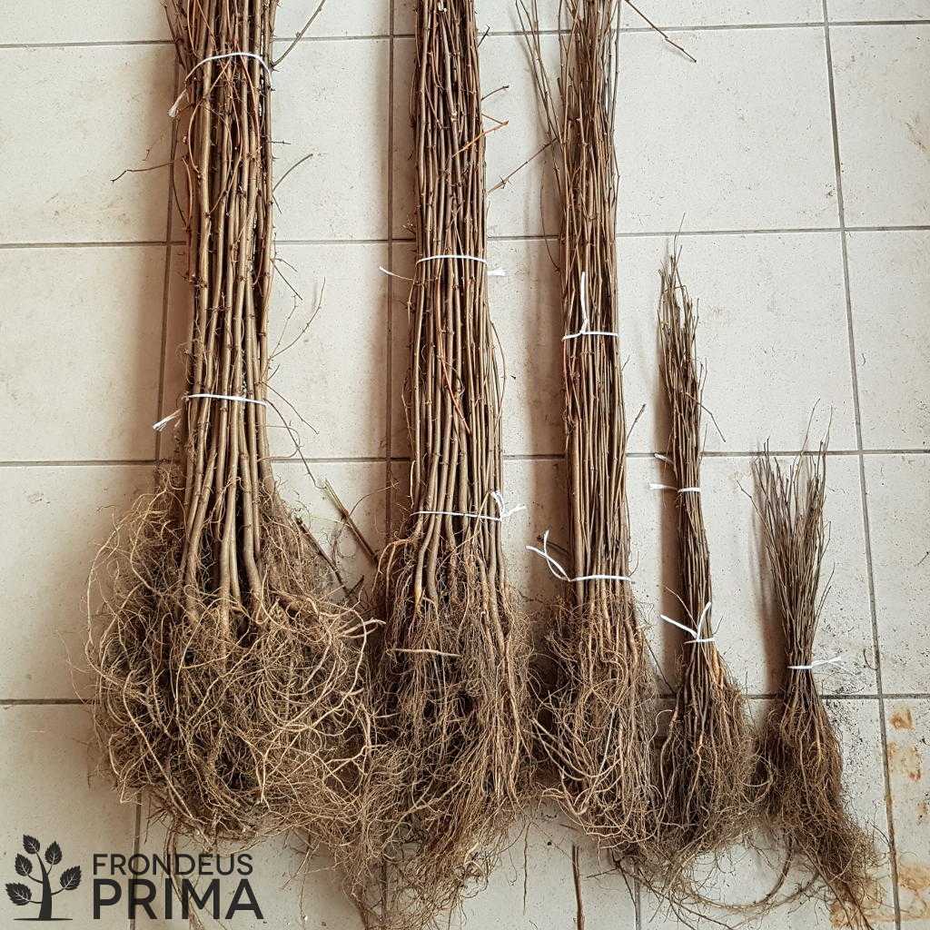 akác csemete kötegek