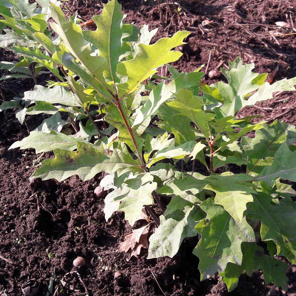 Amerikai mocsártölgy