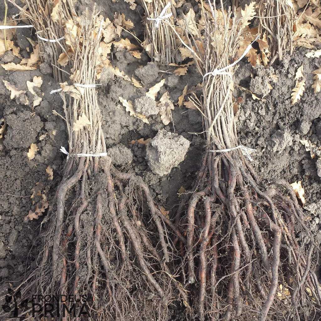 Csertölgy kötegek 2016 tavaszán