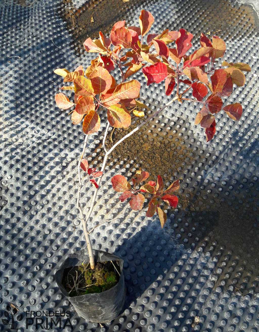 Cserszömörce konténeres csemete 2017 augusztus végén