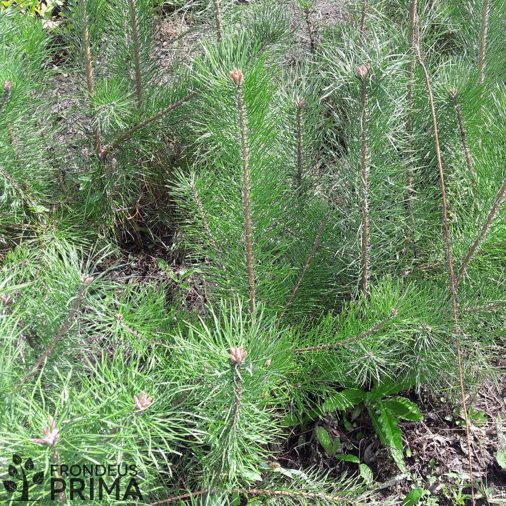 Erdei fenyő csemete 2017 őszén