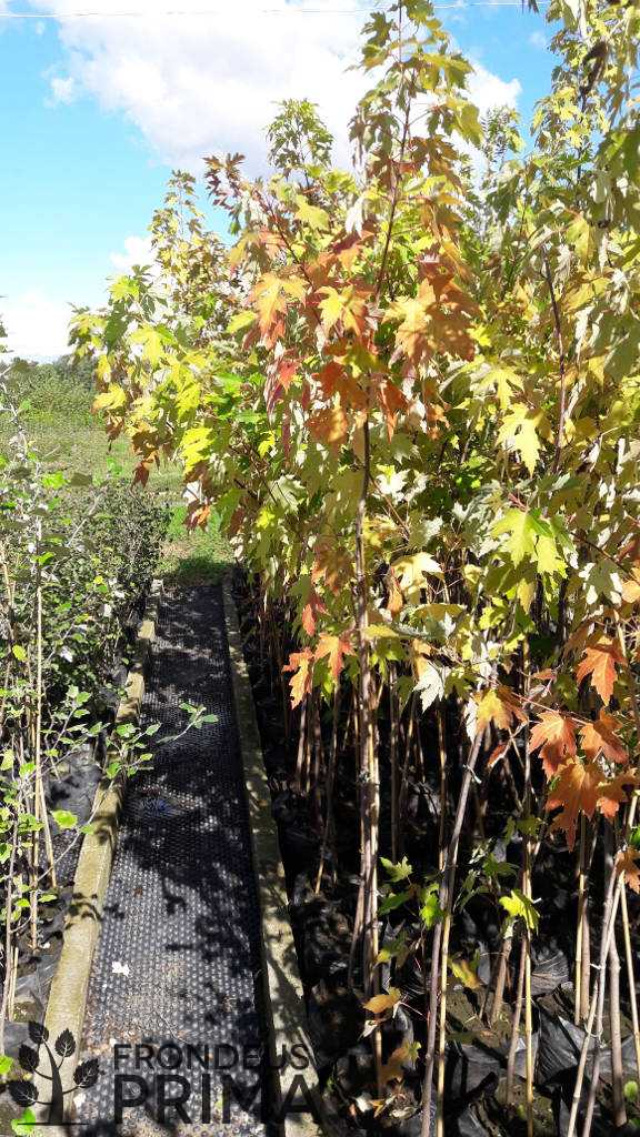 ezüst juhar konténeres csemete