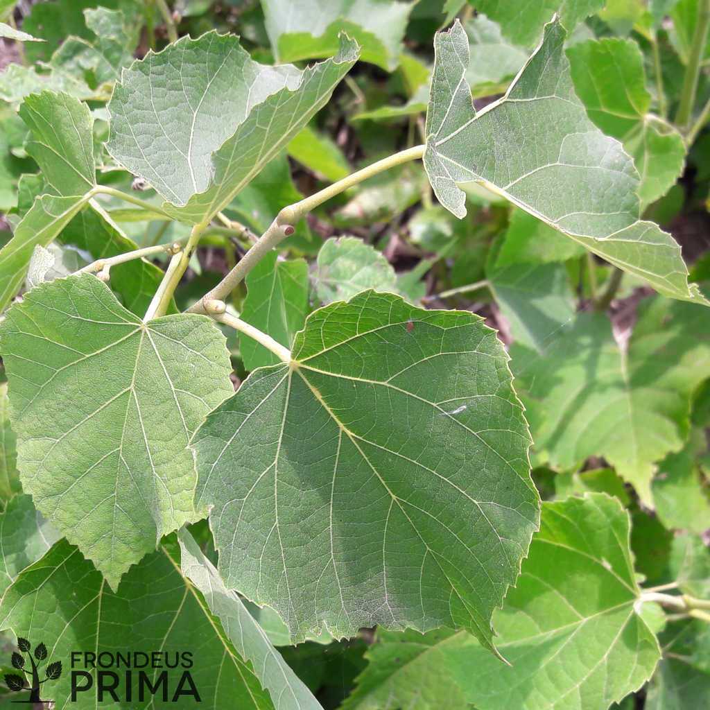 Ezüsthárs fóliakonténeres csemete