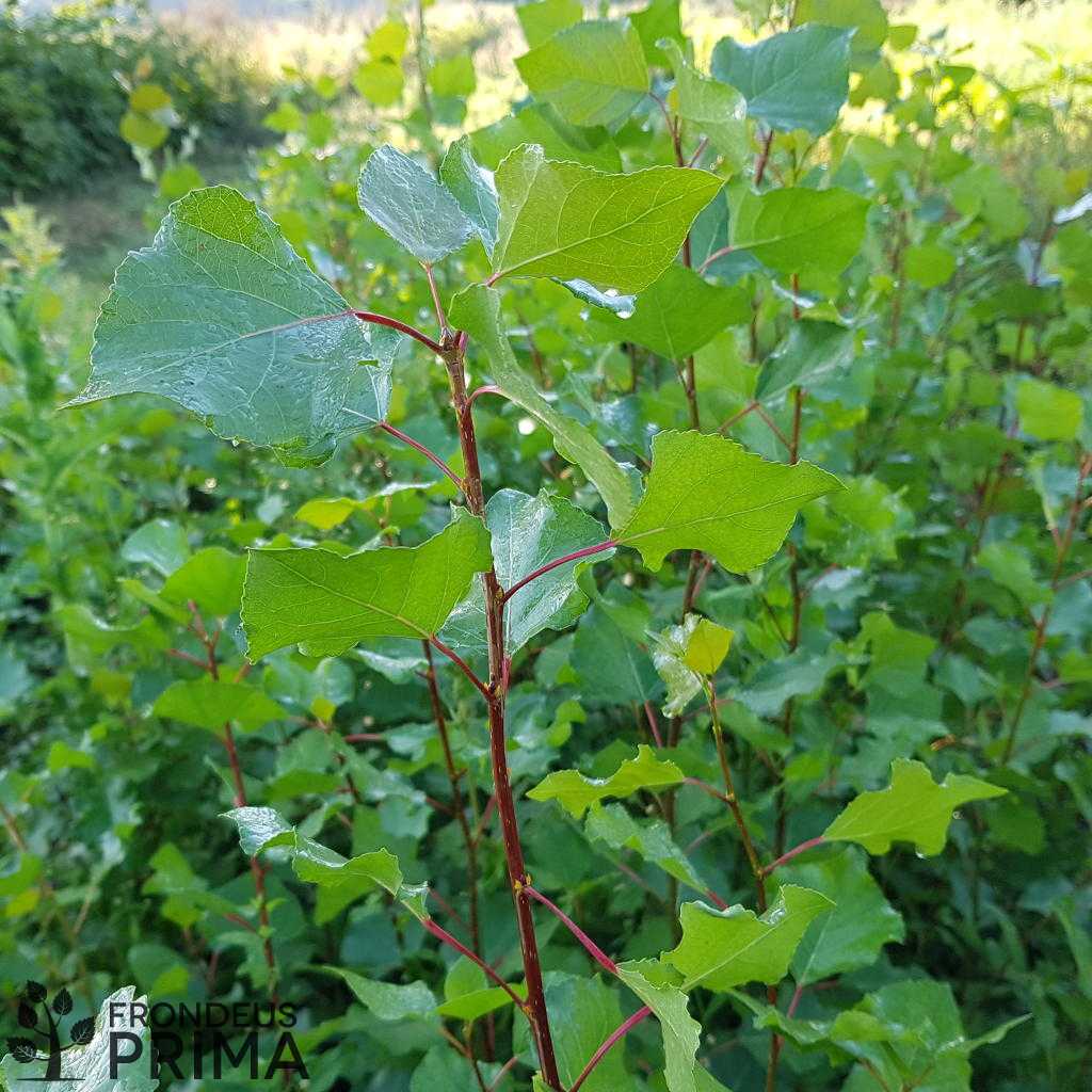 fekete nyár tálcás csemete