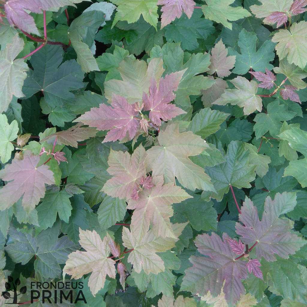 Hegyi juhar csemete fóliakonténerben