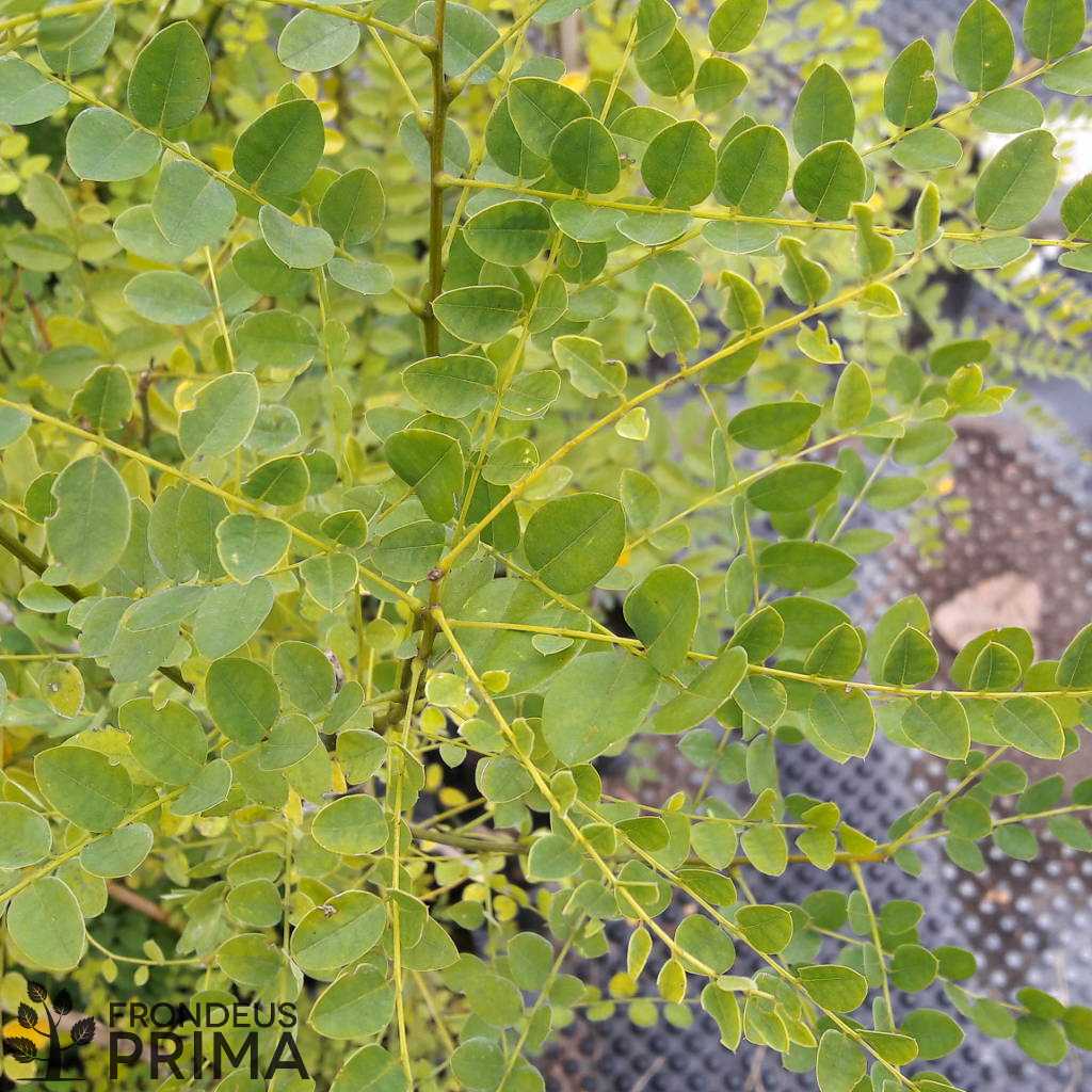 Japánakác szabadgyökerű csemete