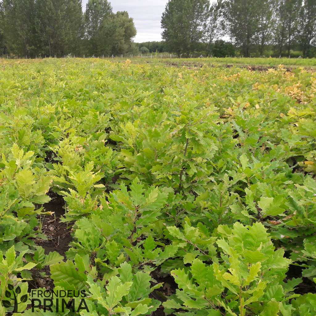 Kocsánytalan tölgy ágyások 2017 nyarán