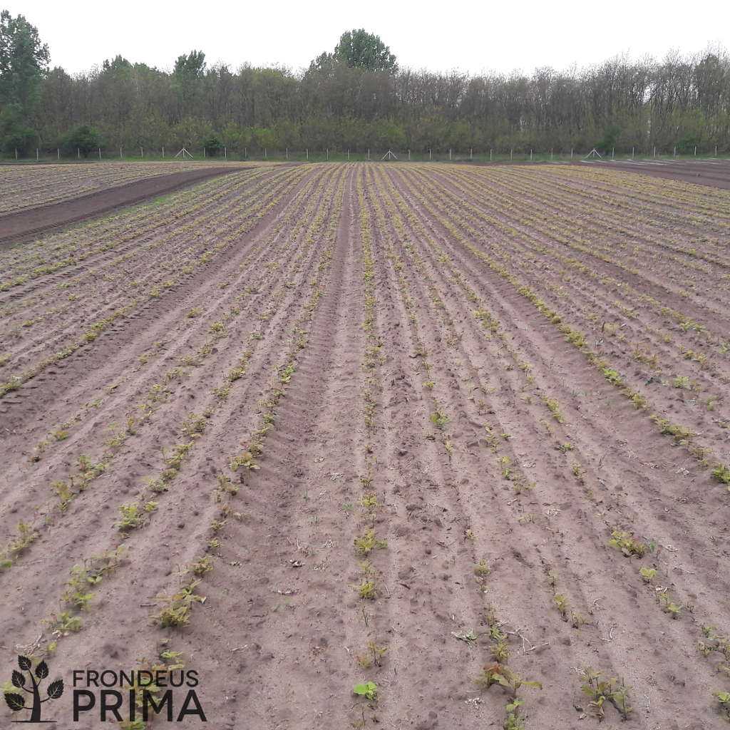 Kocsánytalan tölgy kötegek 2017 tavaszán