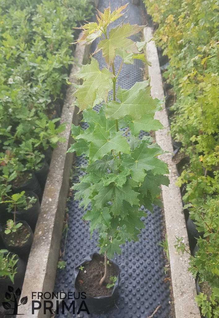 Korai juhar csemete 2020 nyarán