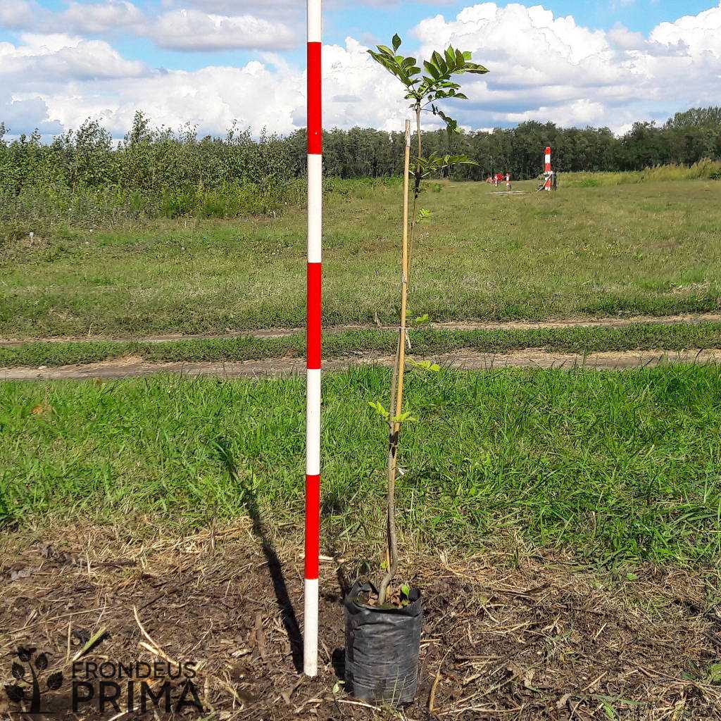 Magas kőris 2,5L konténeres csemete