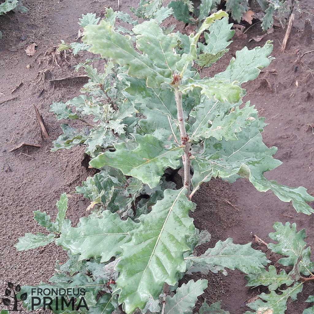 Molyhos tölgy csemete