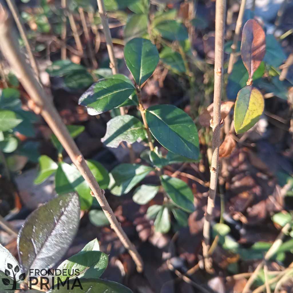 Télizöld fagyal csemete levelei január végén