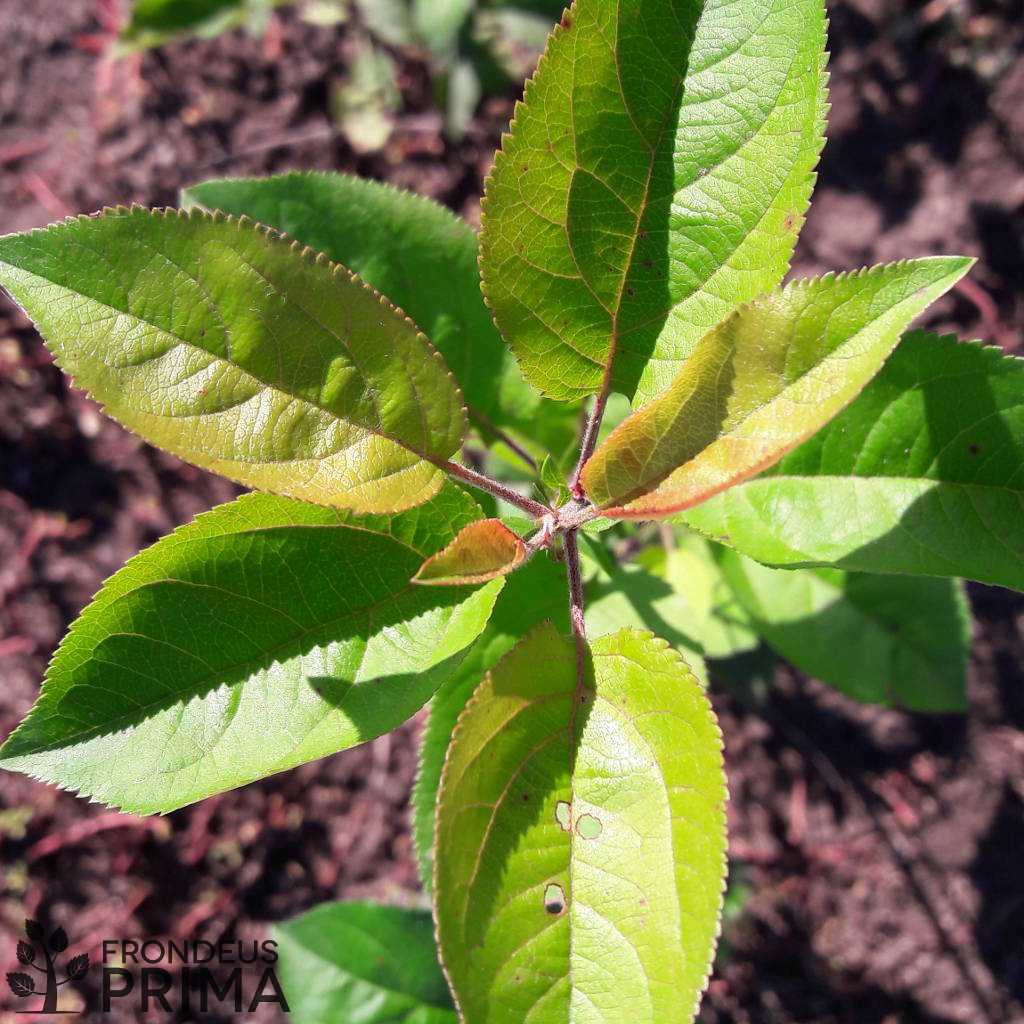 vadalma iskolázott csemete