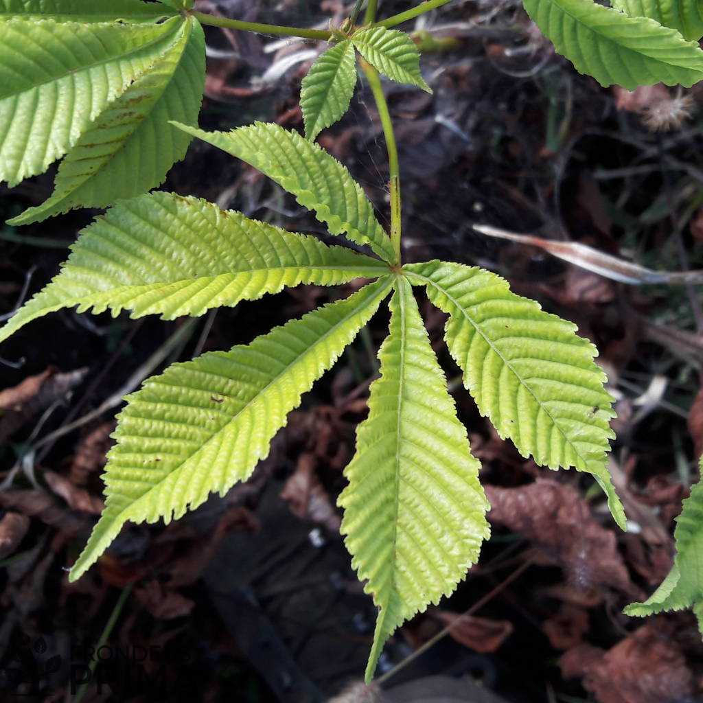 Vadgesztenye tálcás csemete