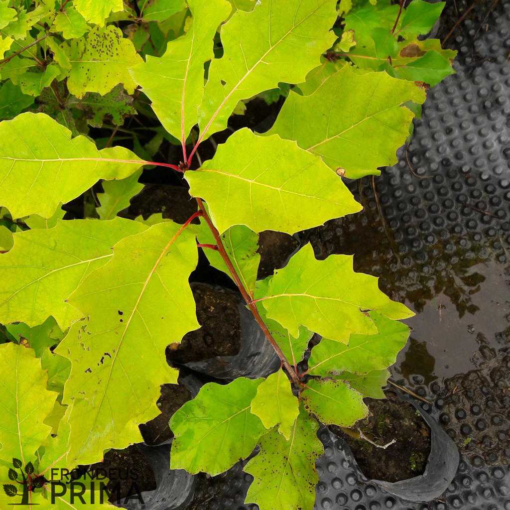 Vörös tölgy 4,7L fóliakonténeres csemete