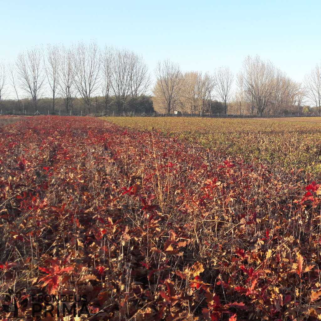 Vörös tölgy 30-50 kötegek